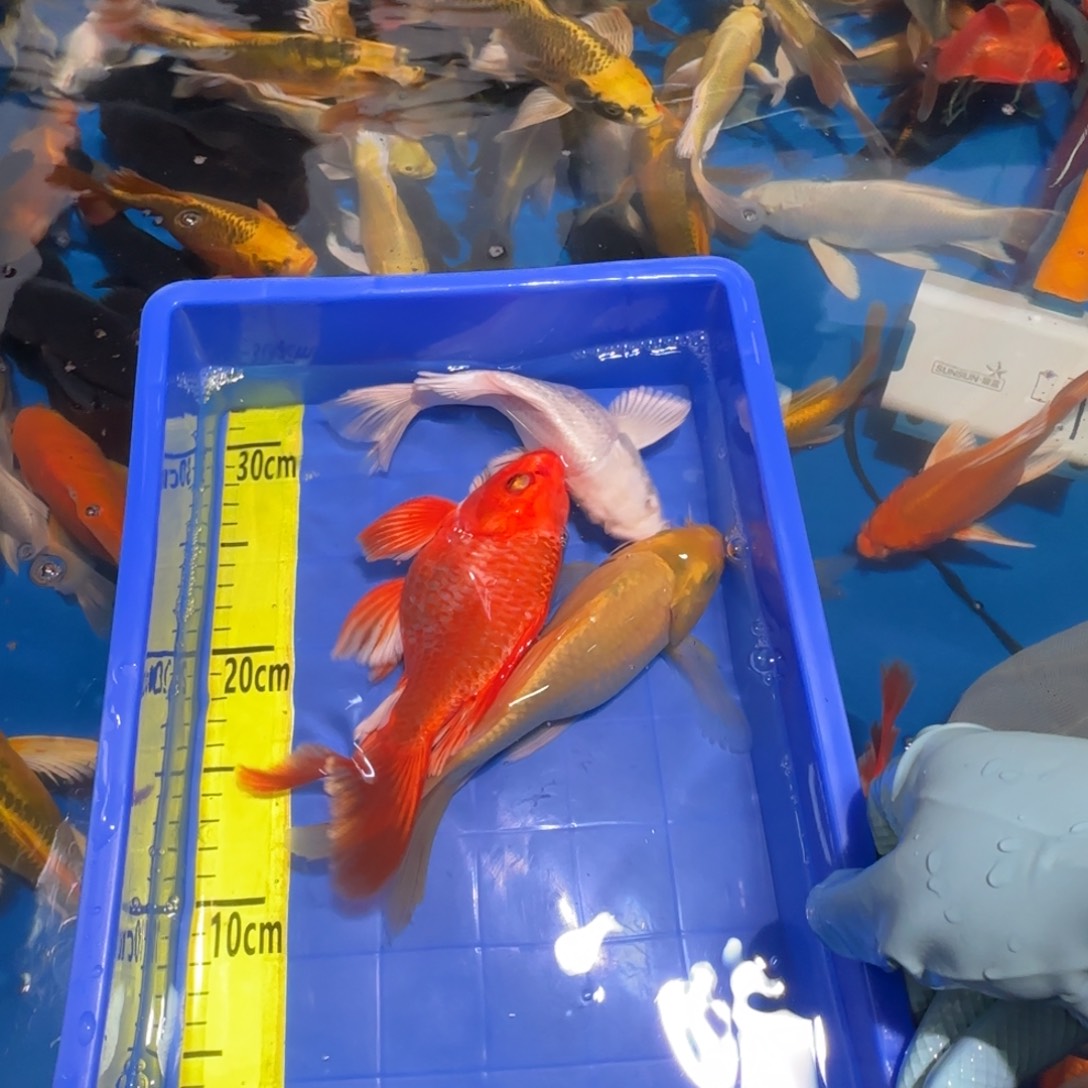 中国大陆蝴蝶鲤三条精品