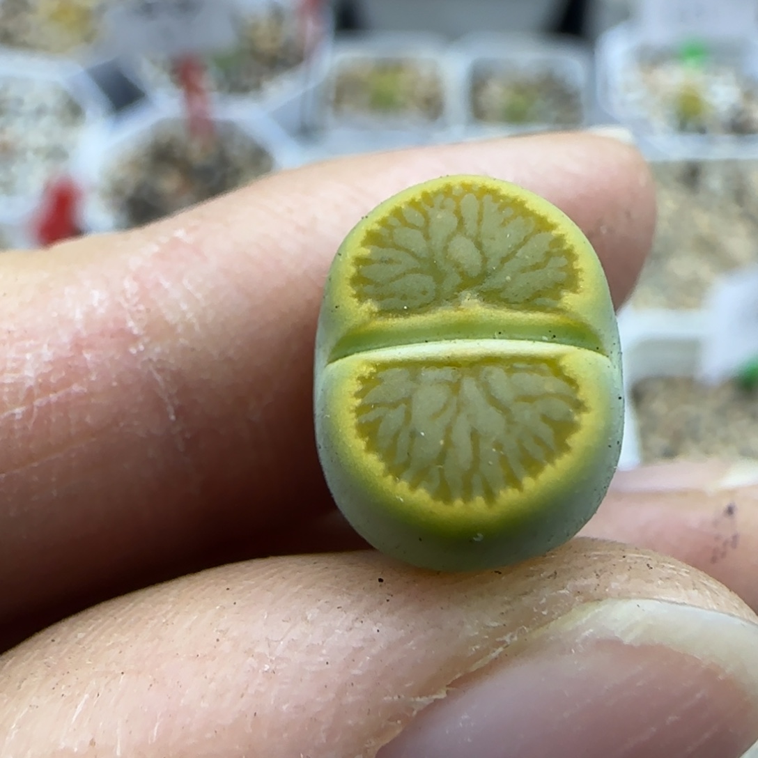 432 清框福利30包邮