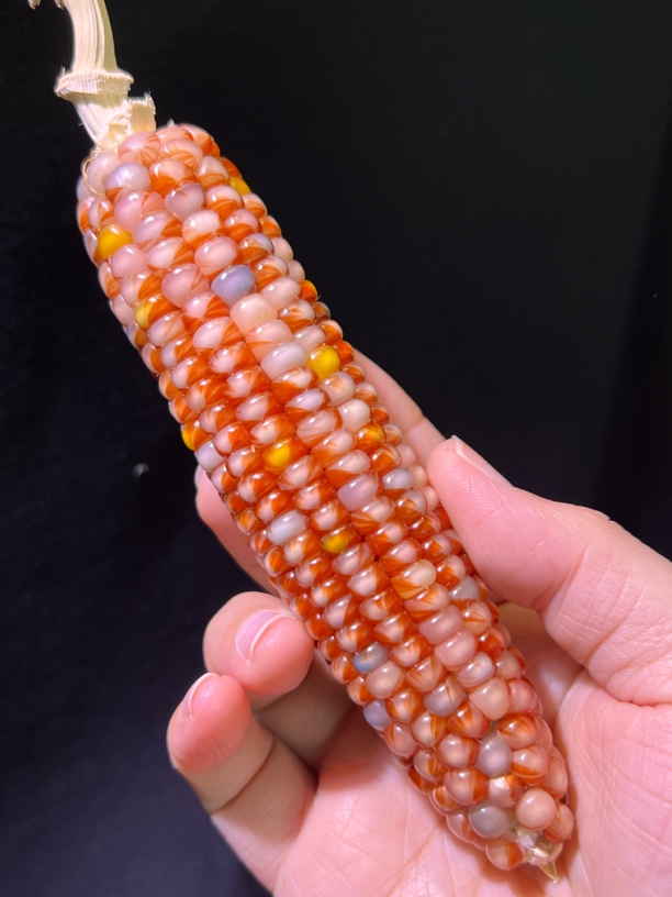 文玩玉米 直播间一物一拍（非直播间间拍单随机）