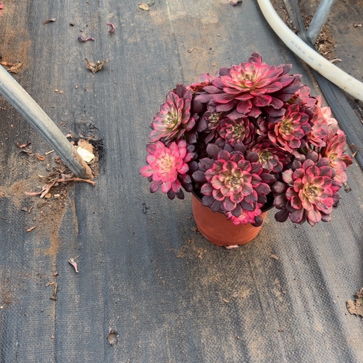 22烟花多肉多肉多肉