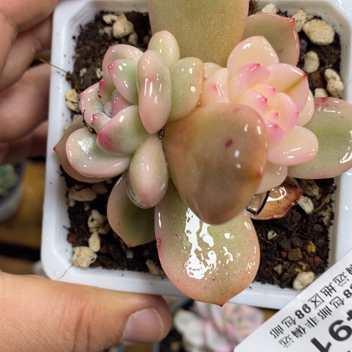 491梦露锦底座福伦