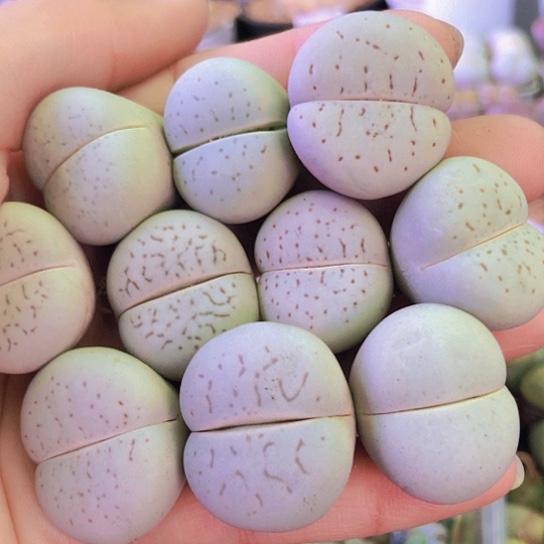 无花朵0585，个别老皮老疤2.2-2.5厘米如图