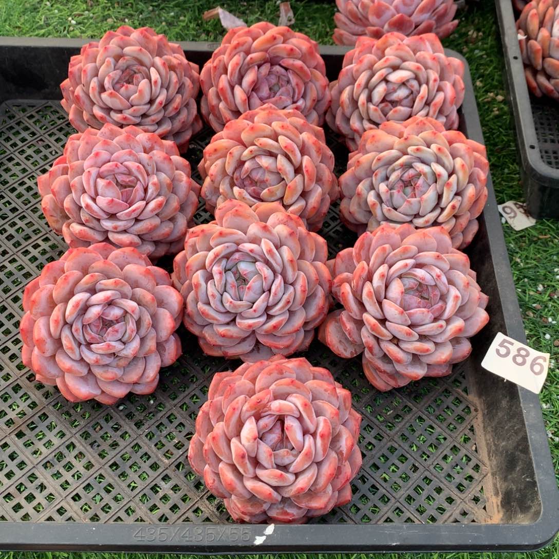 586橙子多肉植物