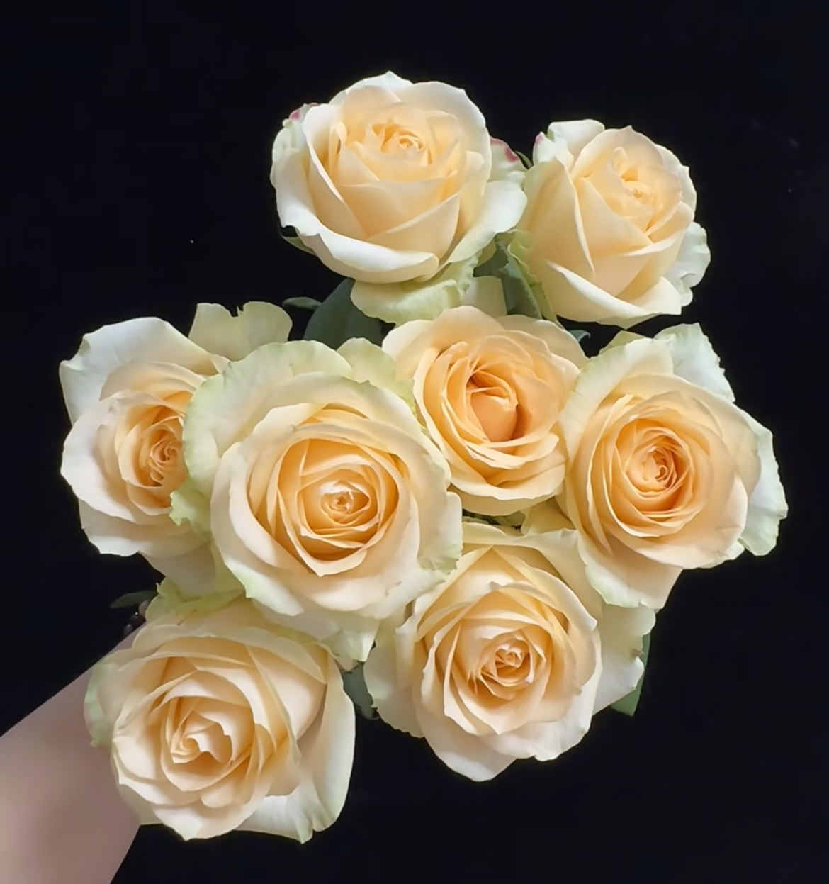 （蔓蔓）蜜桃雪山单头玫瑰15支+5支防损 1单包邮