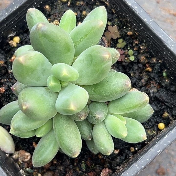 蓝眼睛个体美人特价多肉