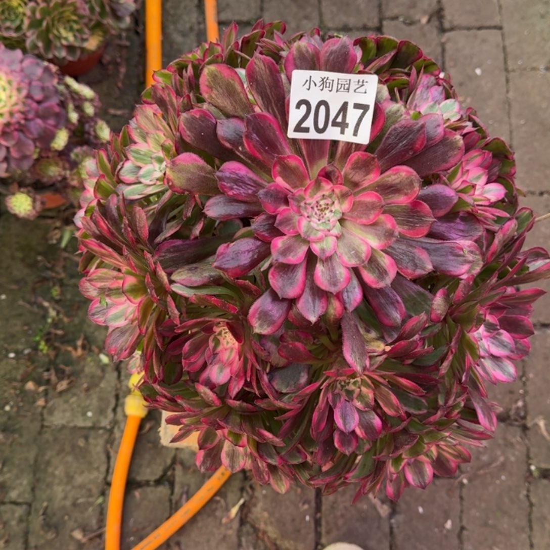 *****霁月多肉植物2047