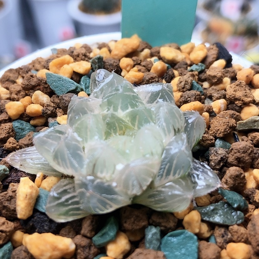 【闪购商品】蓝镜锦166