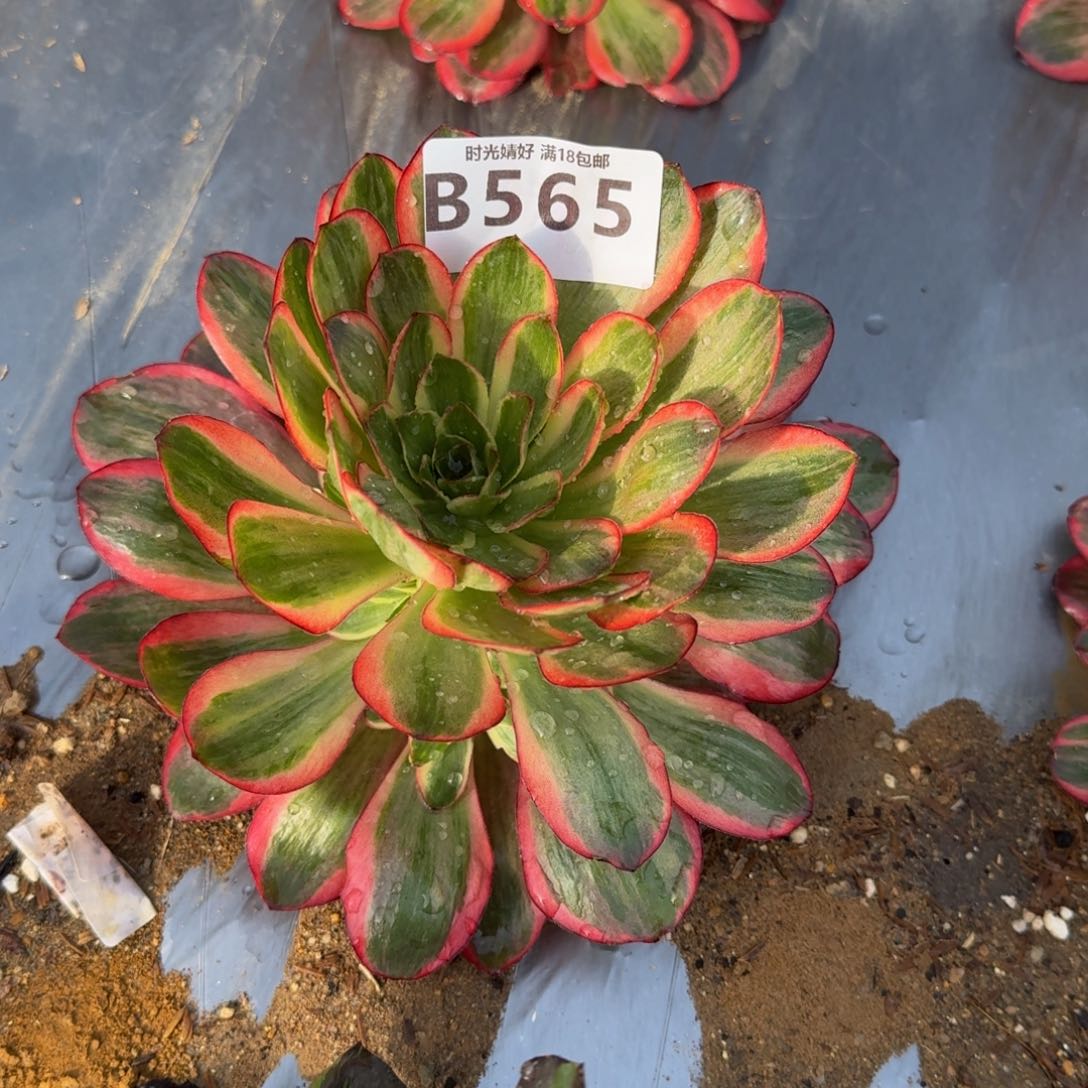 565魅金玫瑰锦多肉
