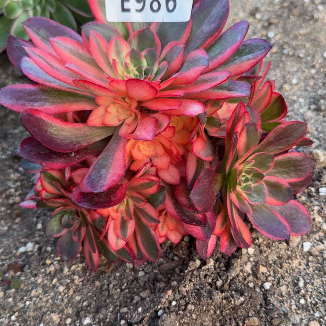 986黑魔锦。多肉植物