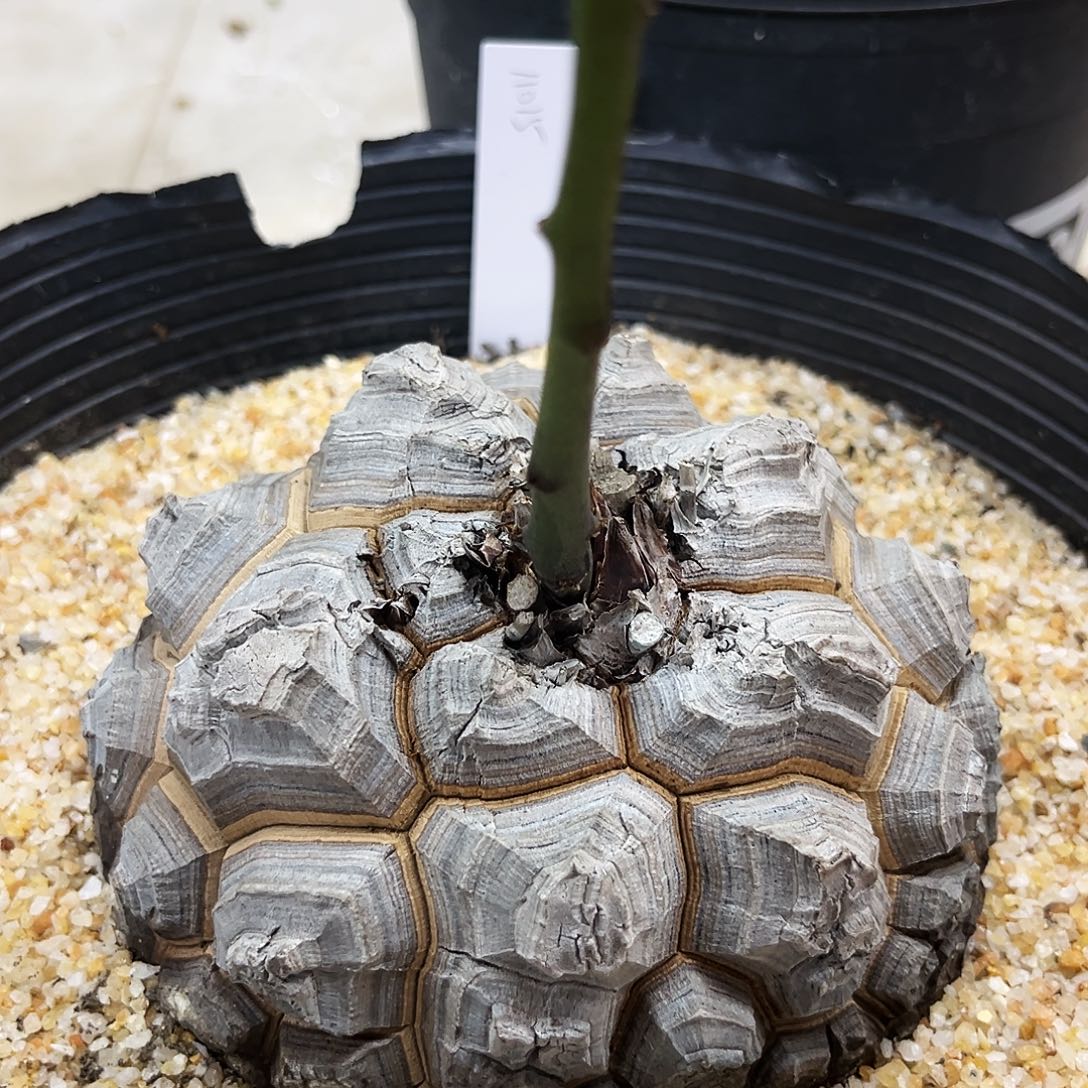 潮流植物精品南非龟11015