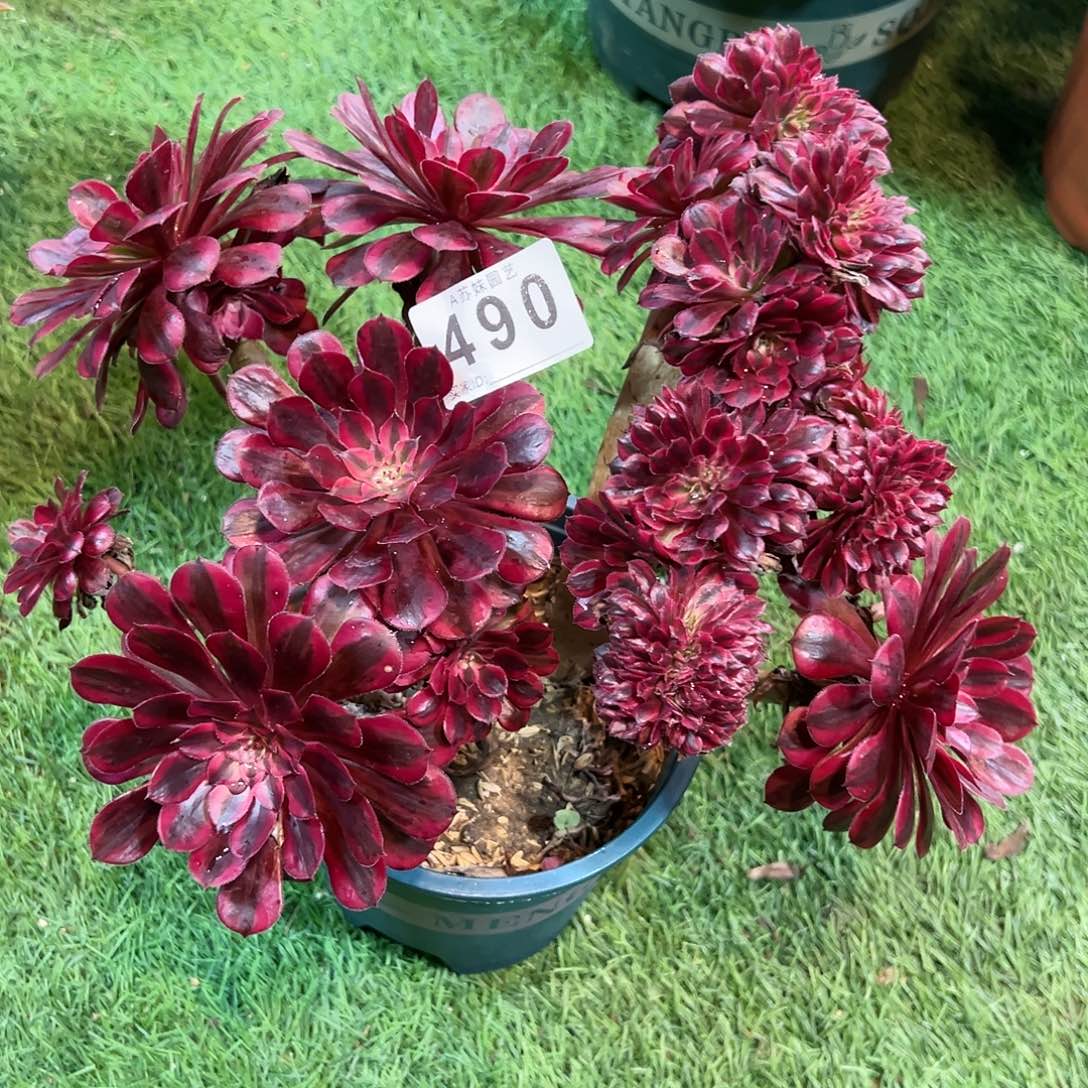 无花朵490黑铜白缀