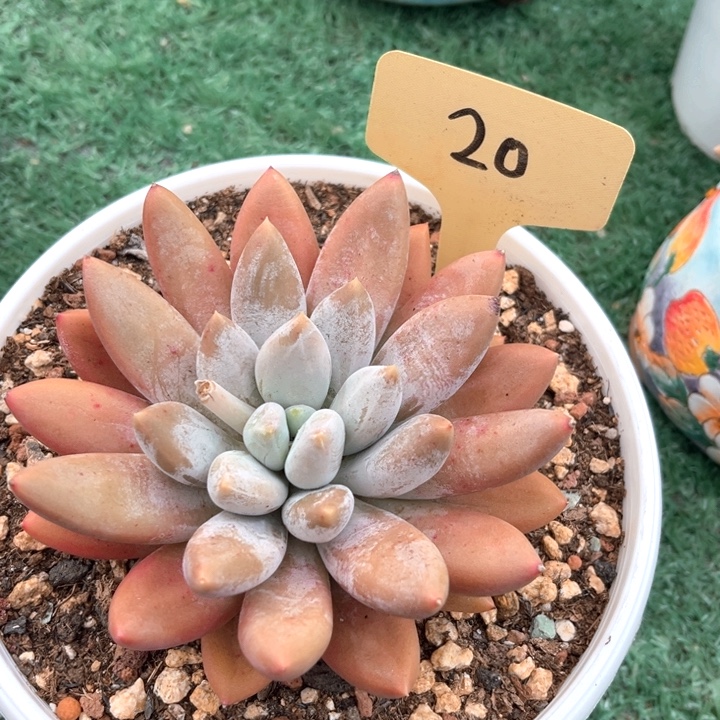 红胖伴20号码牌子的话