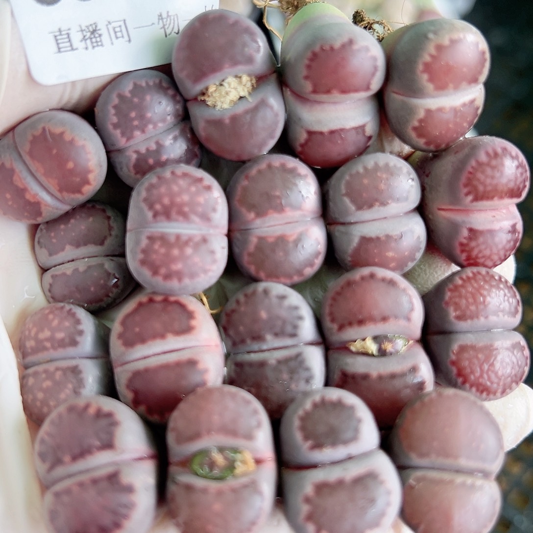 8814 好养易活生石花大母本19个