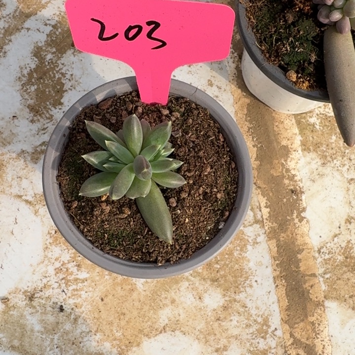 203ttn新号福利价