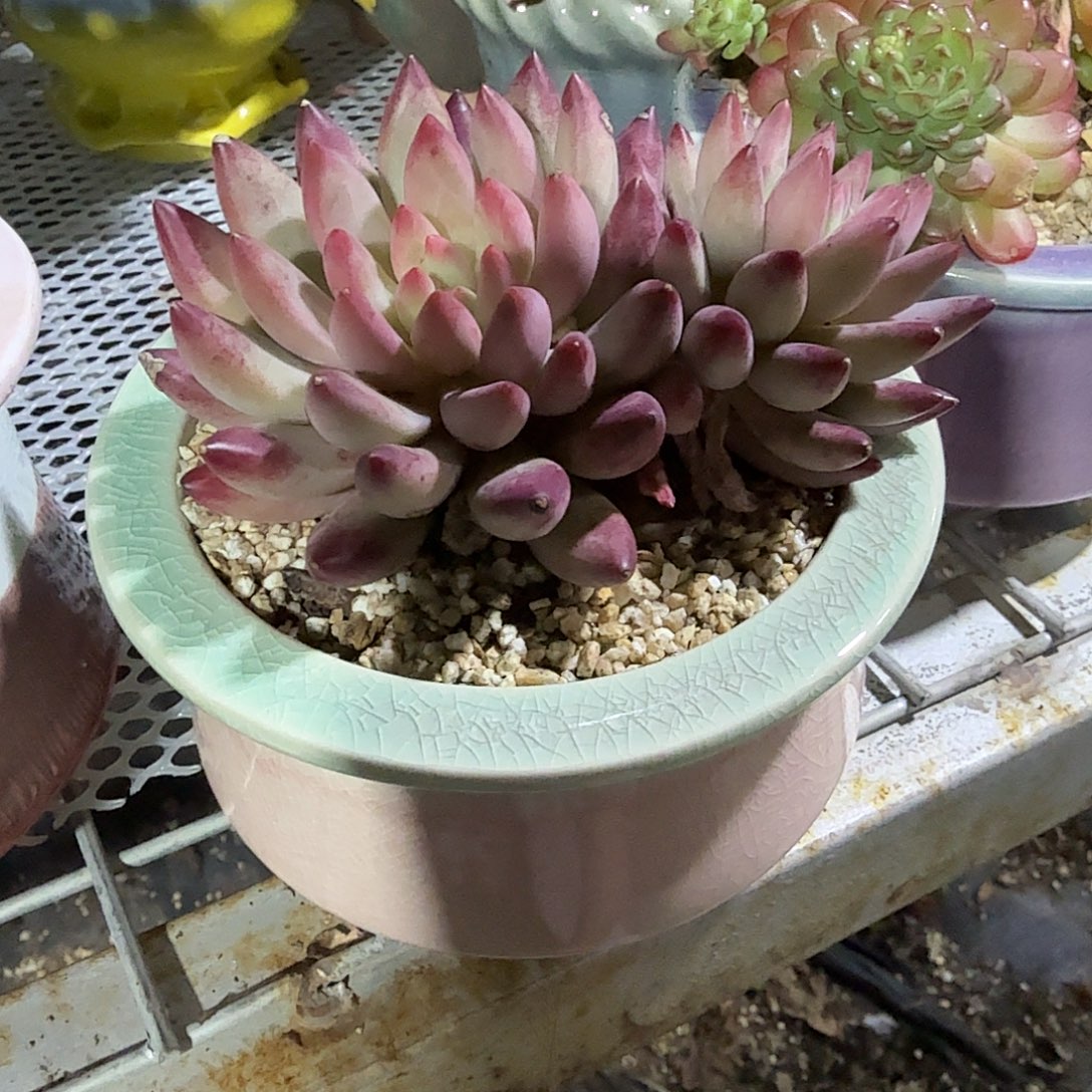 双头虞美人带盆多肉