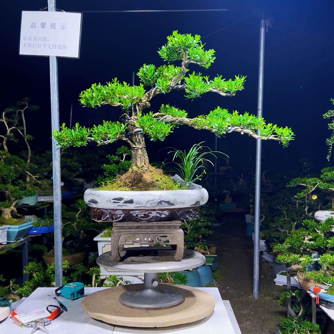 西***徒无花朵黄杨木      