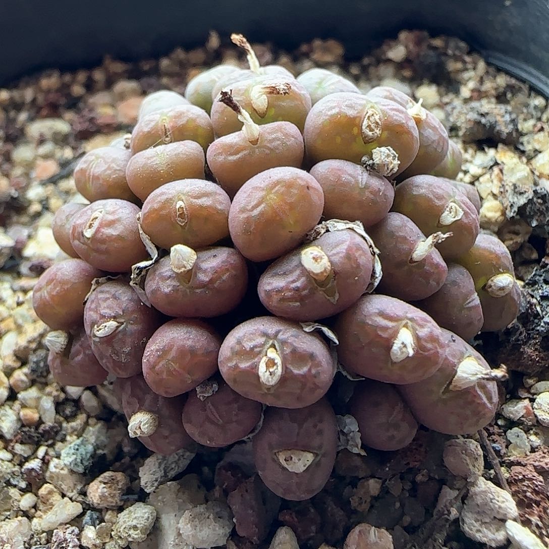 28包邮脱土发货26352