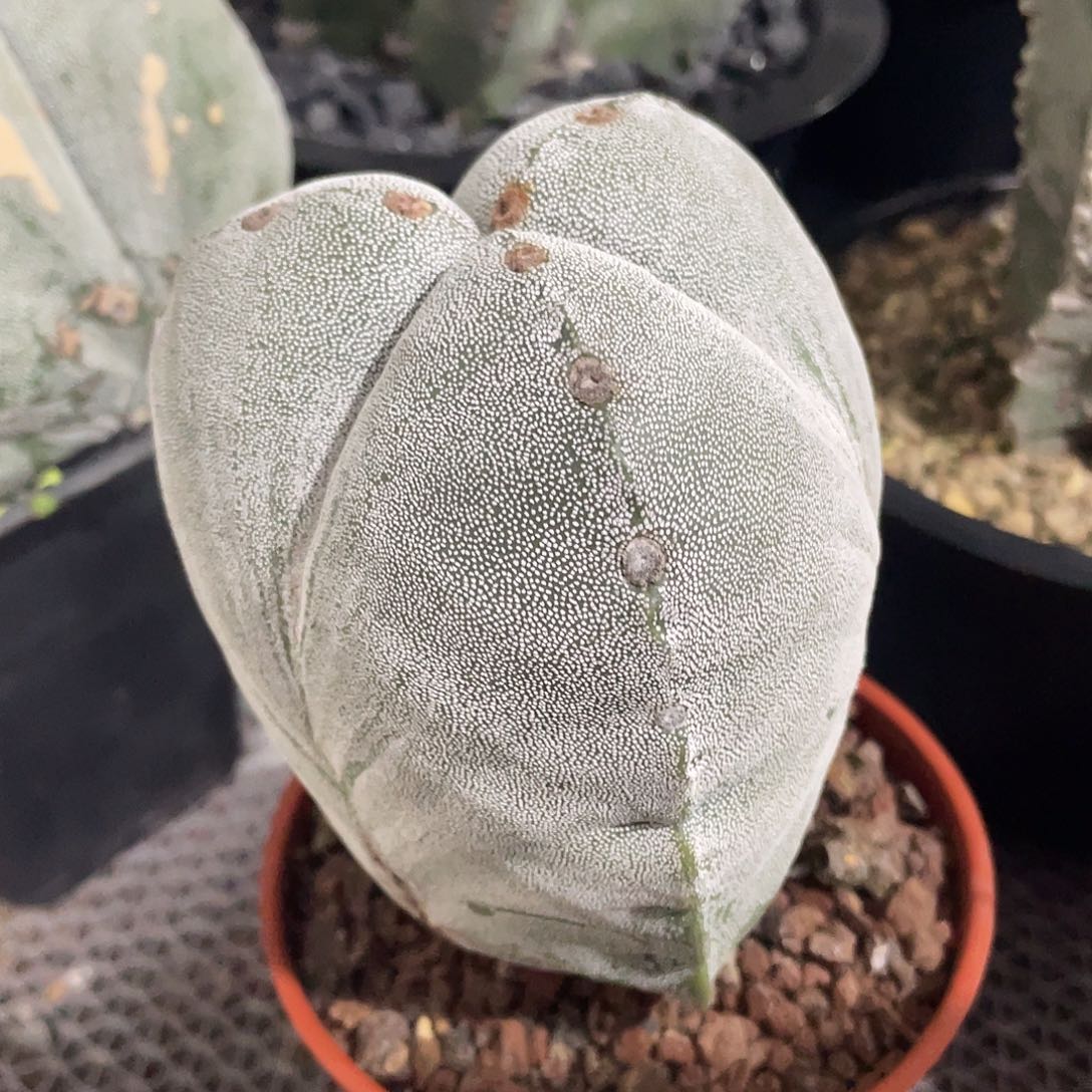 074实生根三棱银沙鸾凤玉