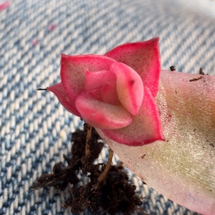 佛洛瑞安娜珍妮体佛洛瑞安娜255