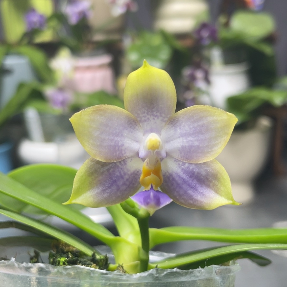 完全开放YW16，2.5杯开花株