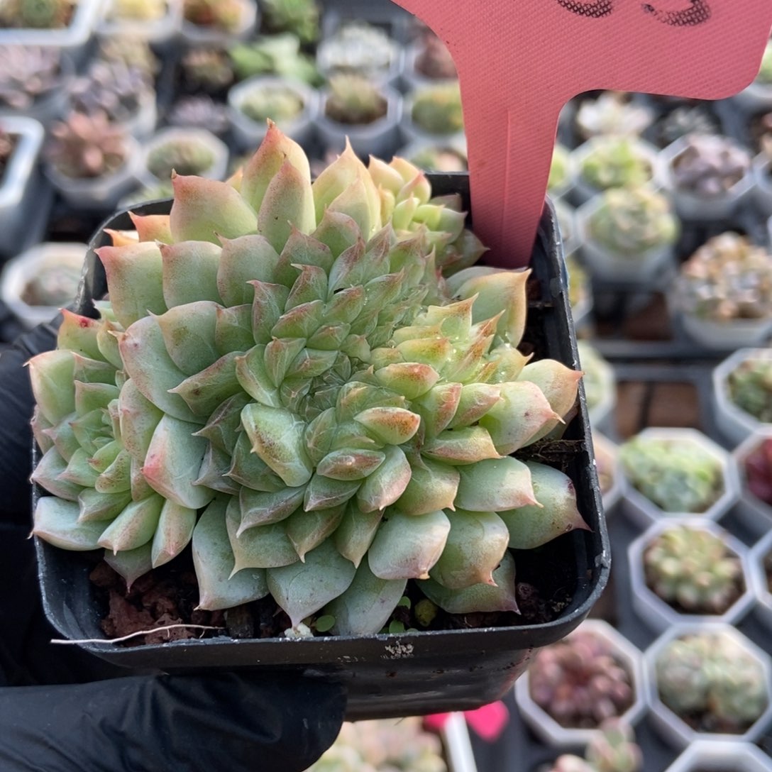 2055女王缀多肉 植物