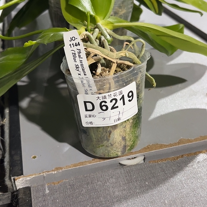 完全开放蓝盾蝴蝶兰
