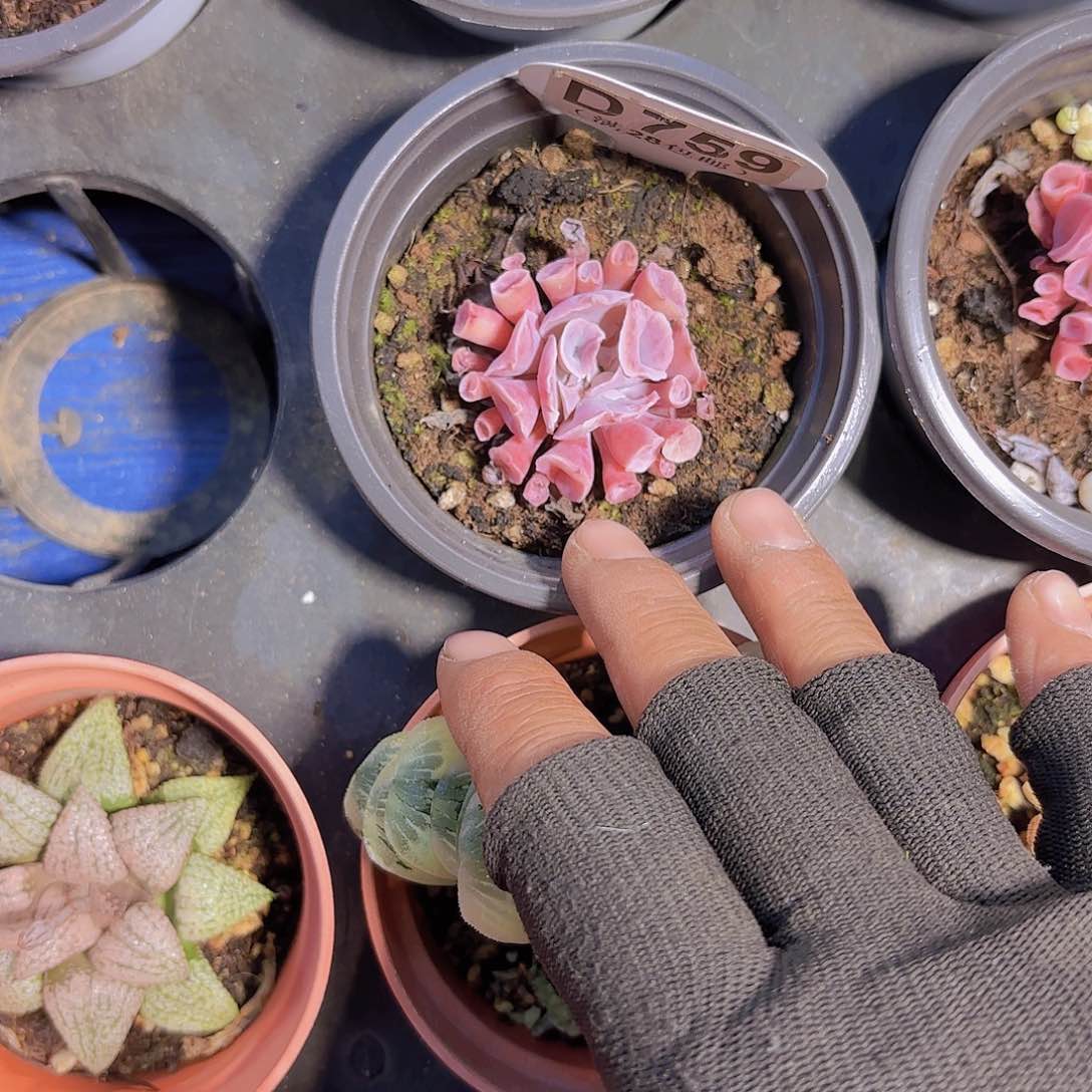 D759猪鼻子一物一拍