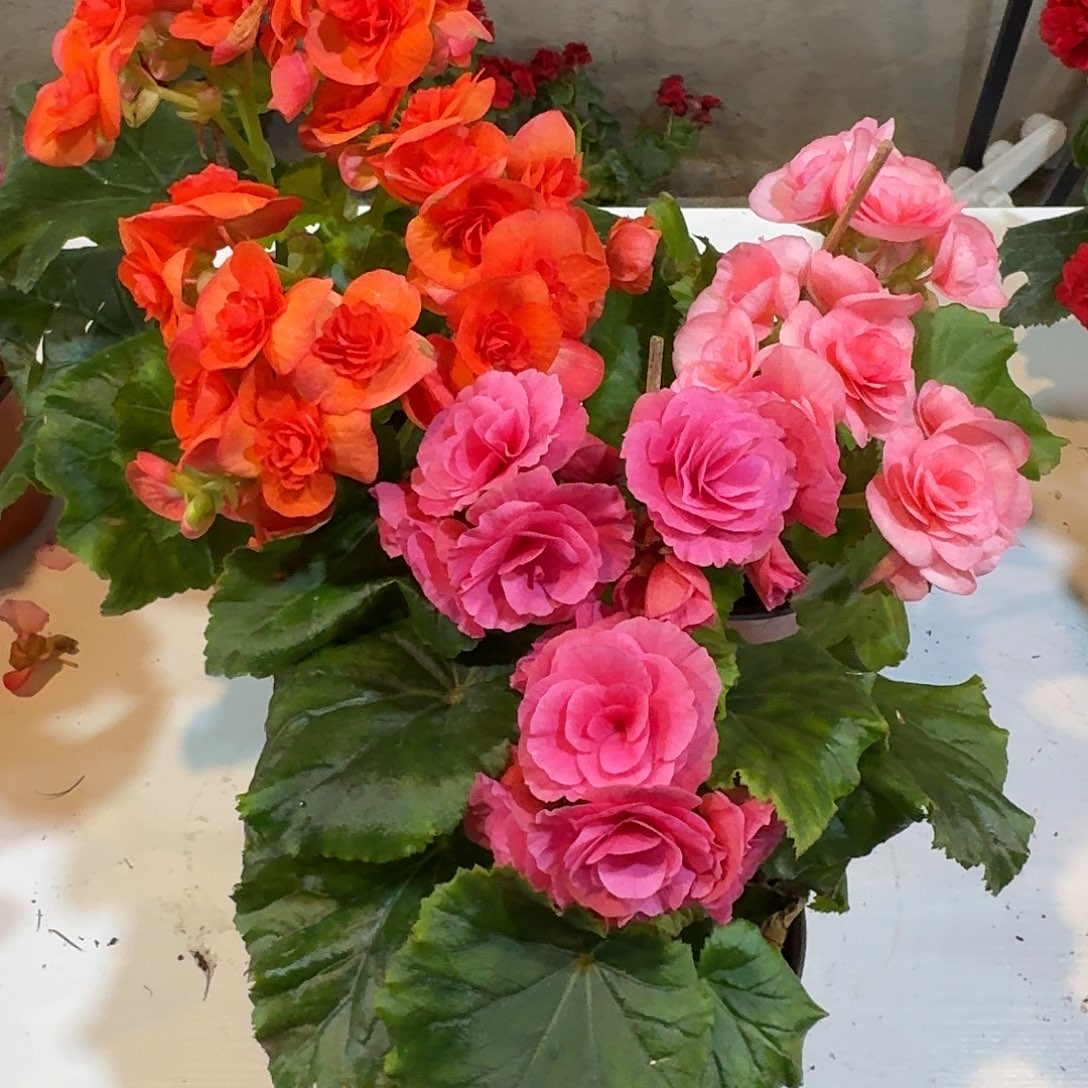 风暴➕浪漫➕橙色丽格