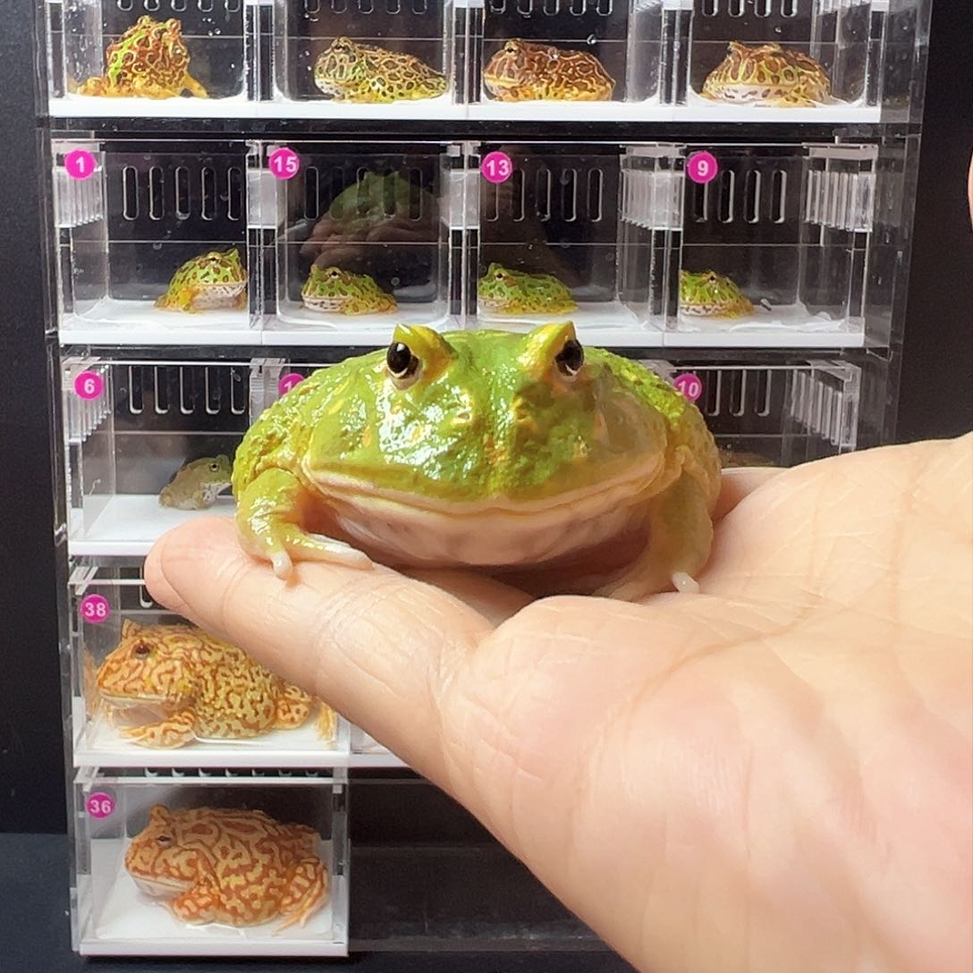 角蛙抹茶角蛙7-8