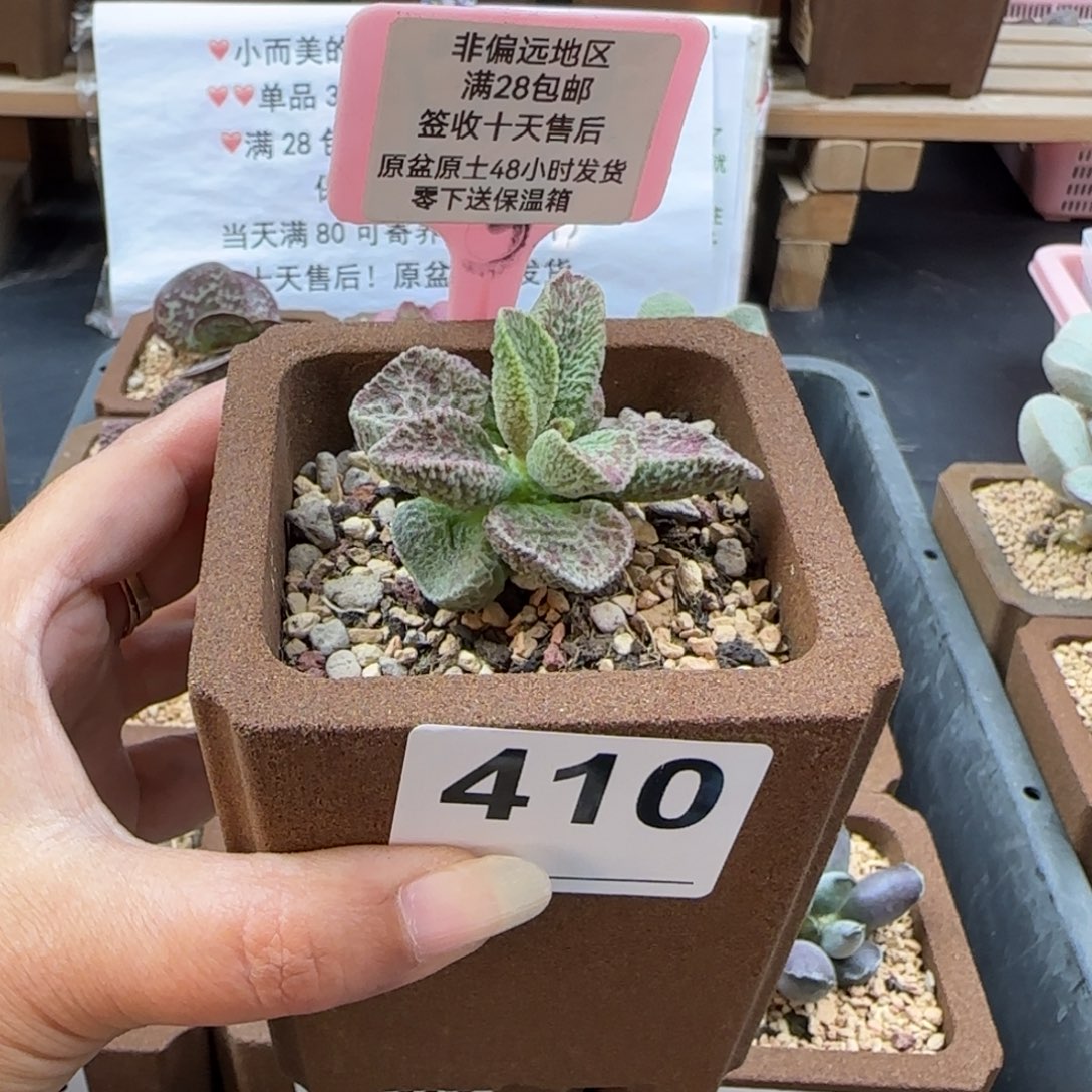 口**妹410雷文震岳多肉植物