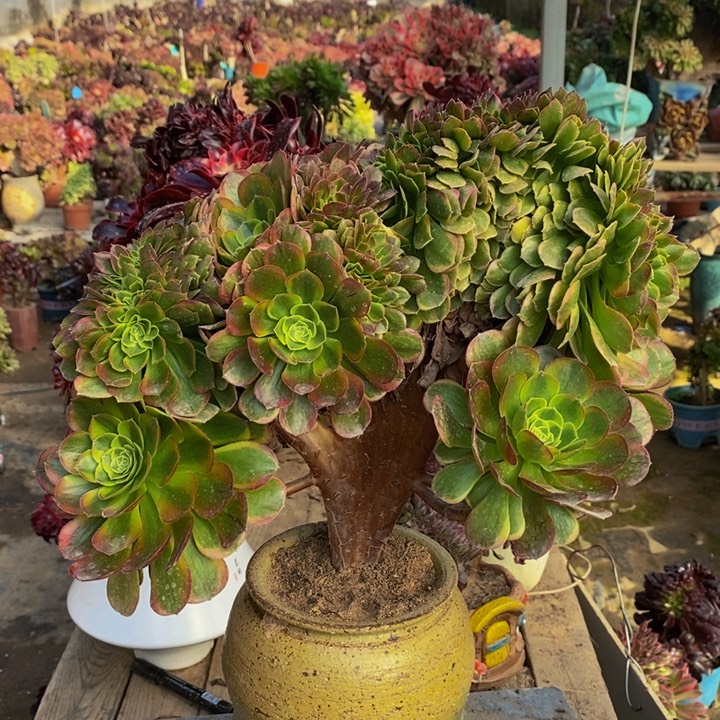 晚***?万圣节缀化多肉1颗