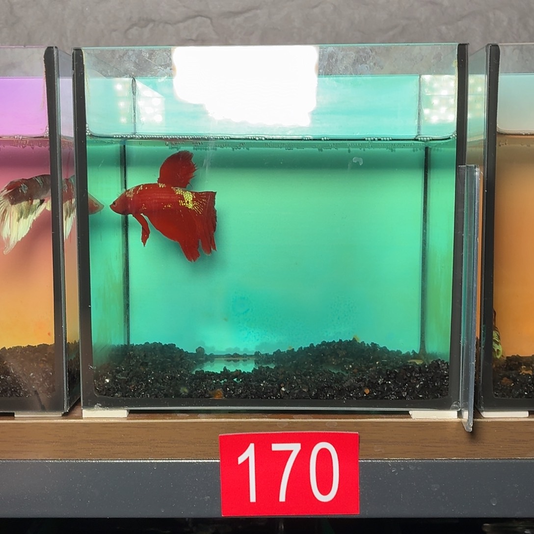 斗鱼彩金半月公鱼