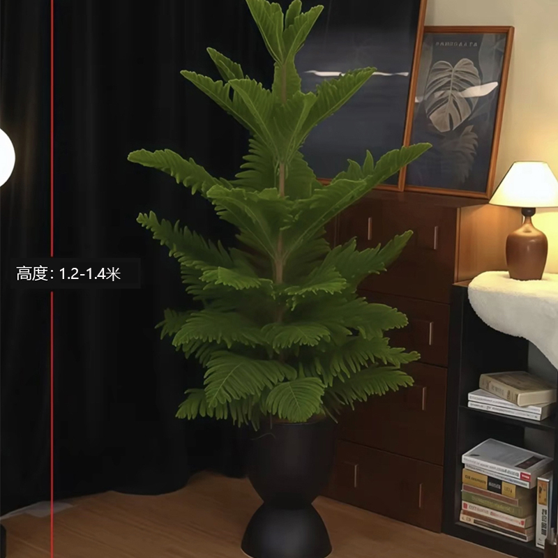 【送货上门】1.2-1.4米南洋杉圣诞树高端绿植南洋杉网红室内客厅