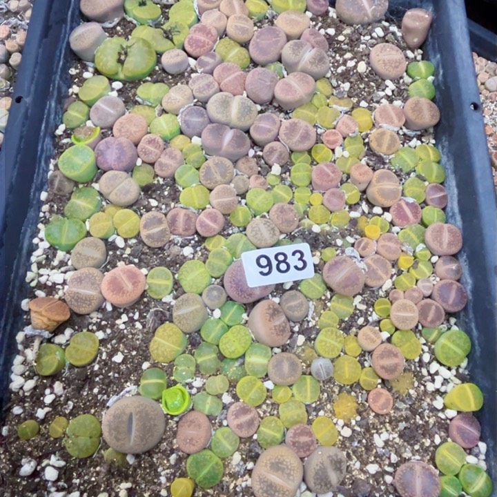 983 生石花一物一图如图