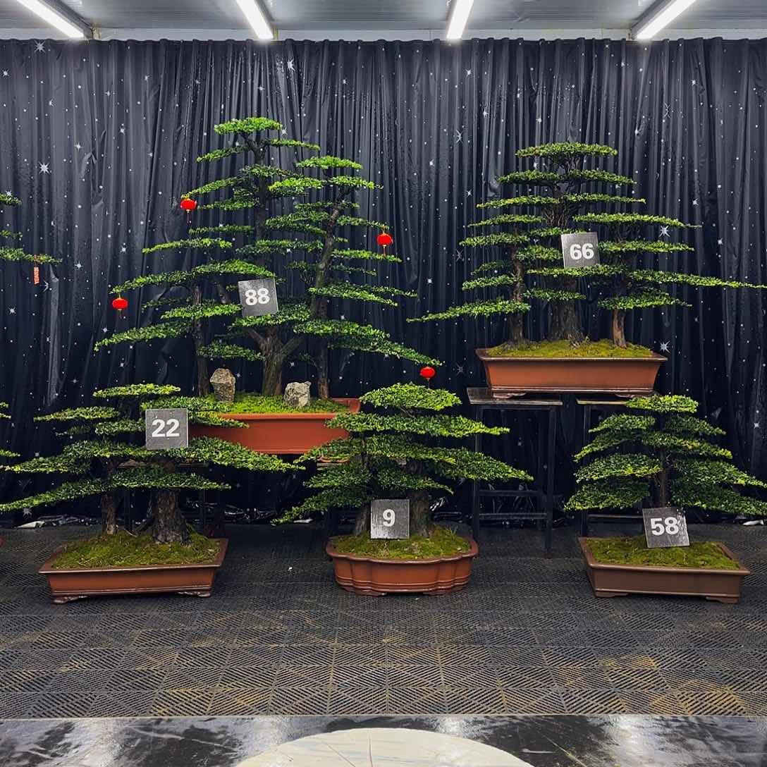 龙爪松高端造型盆景