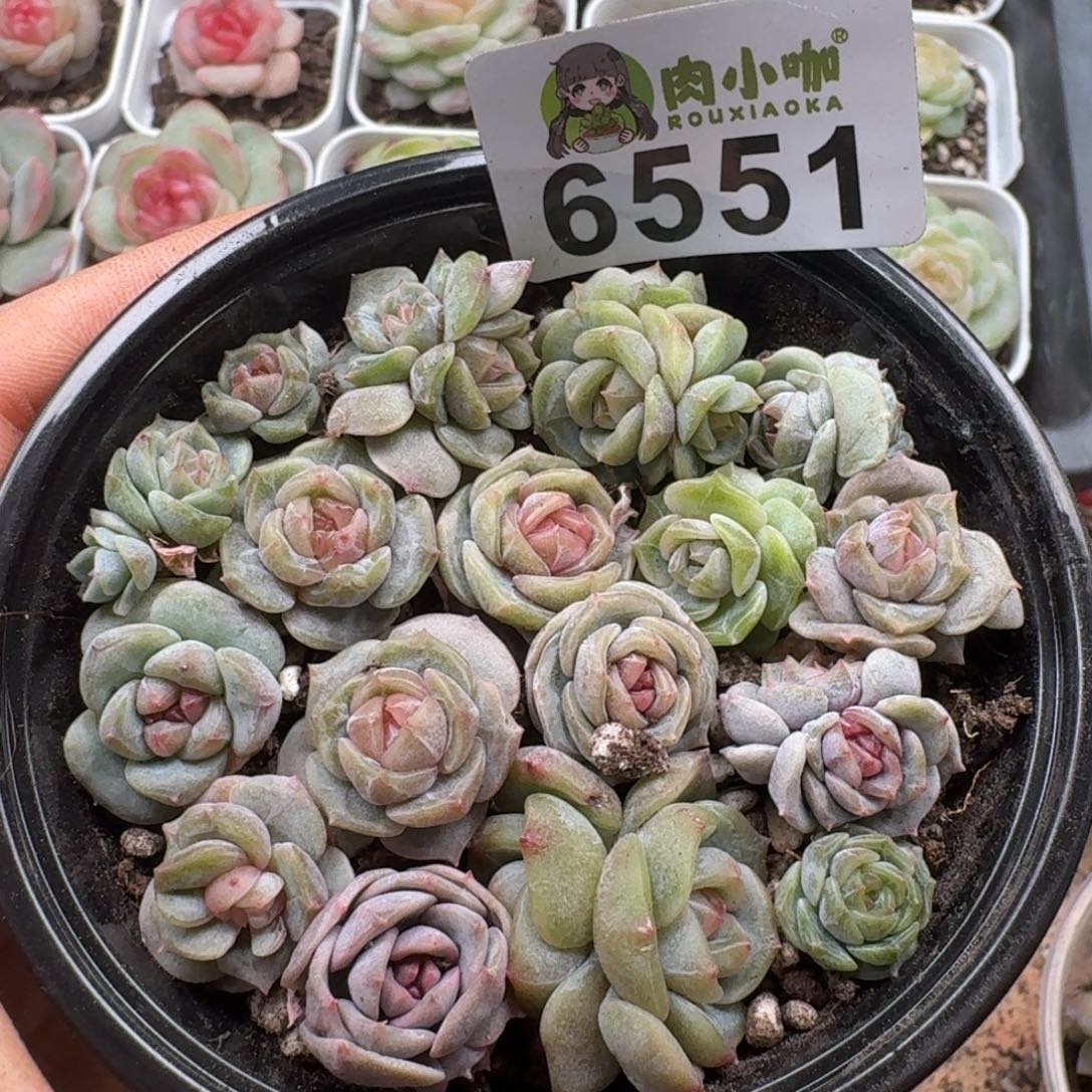 多肉植物多肉植物