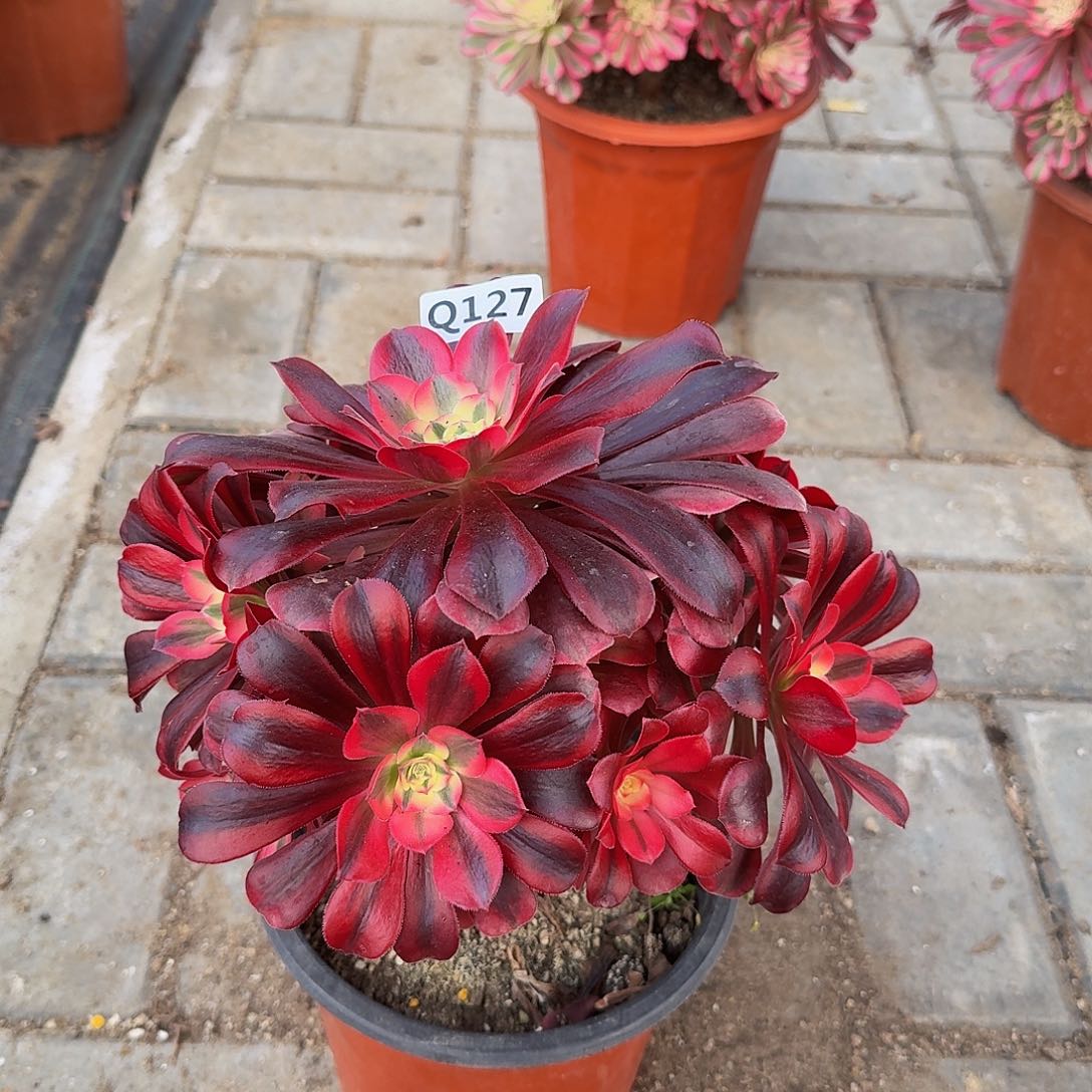 潮*127美杜莎44冠服22.3左右小颗的