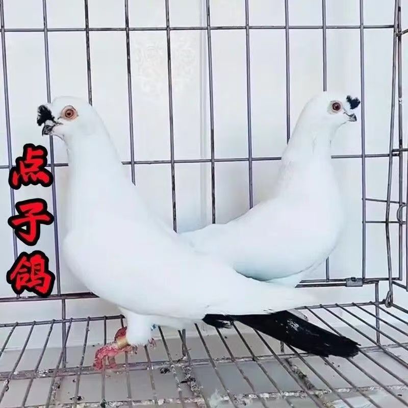 高飞点子观赏鸽高飞