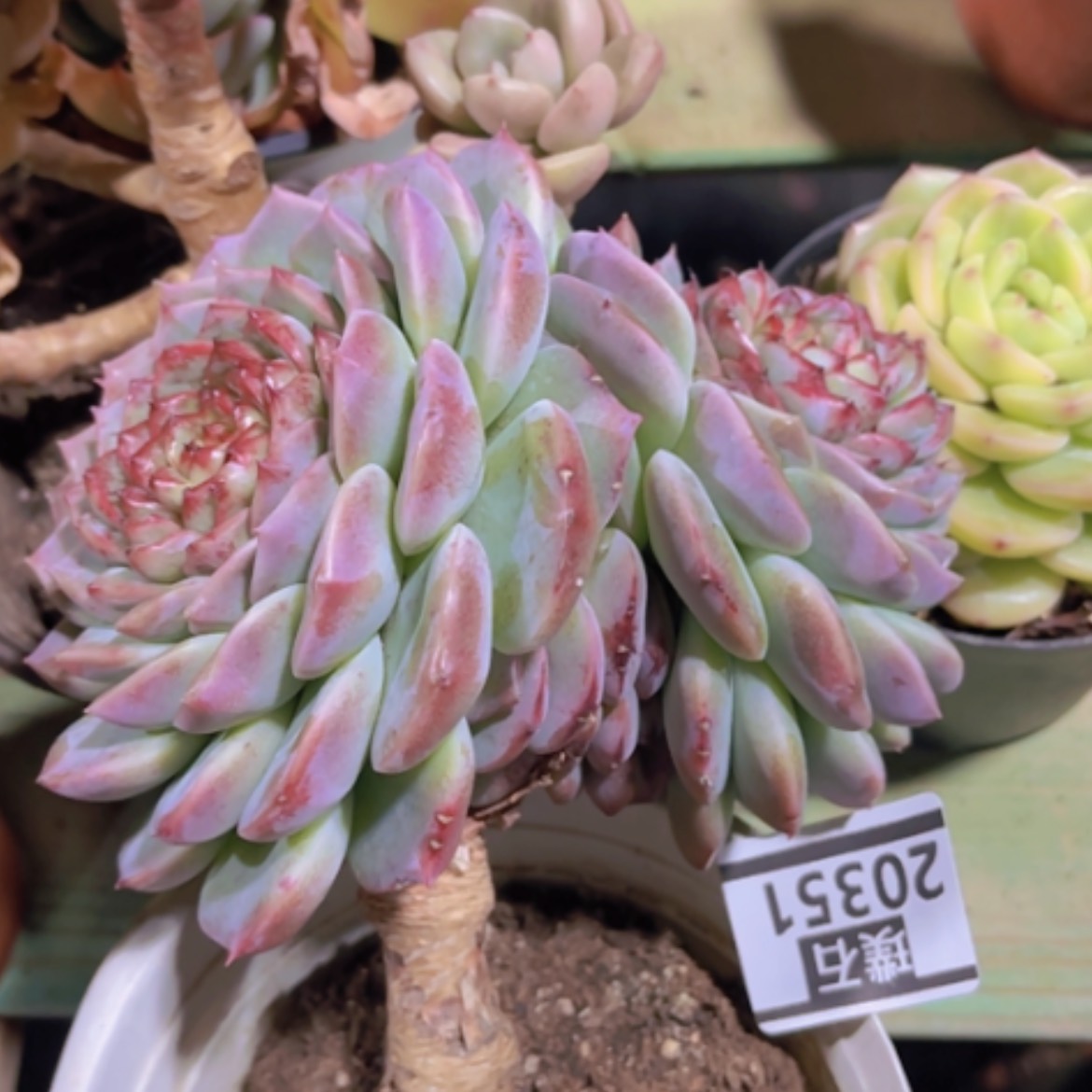 【闪购商品】天鹅绒20351