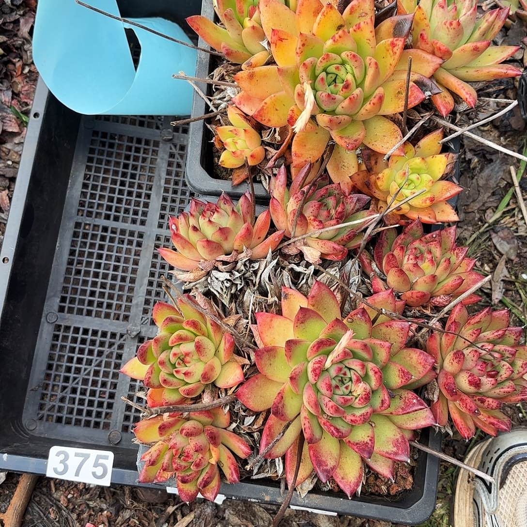 诗***…多少植物框拍375号断头掉液不售后