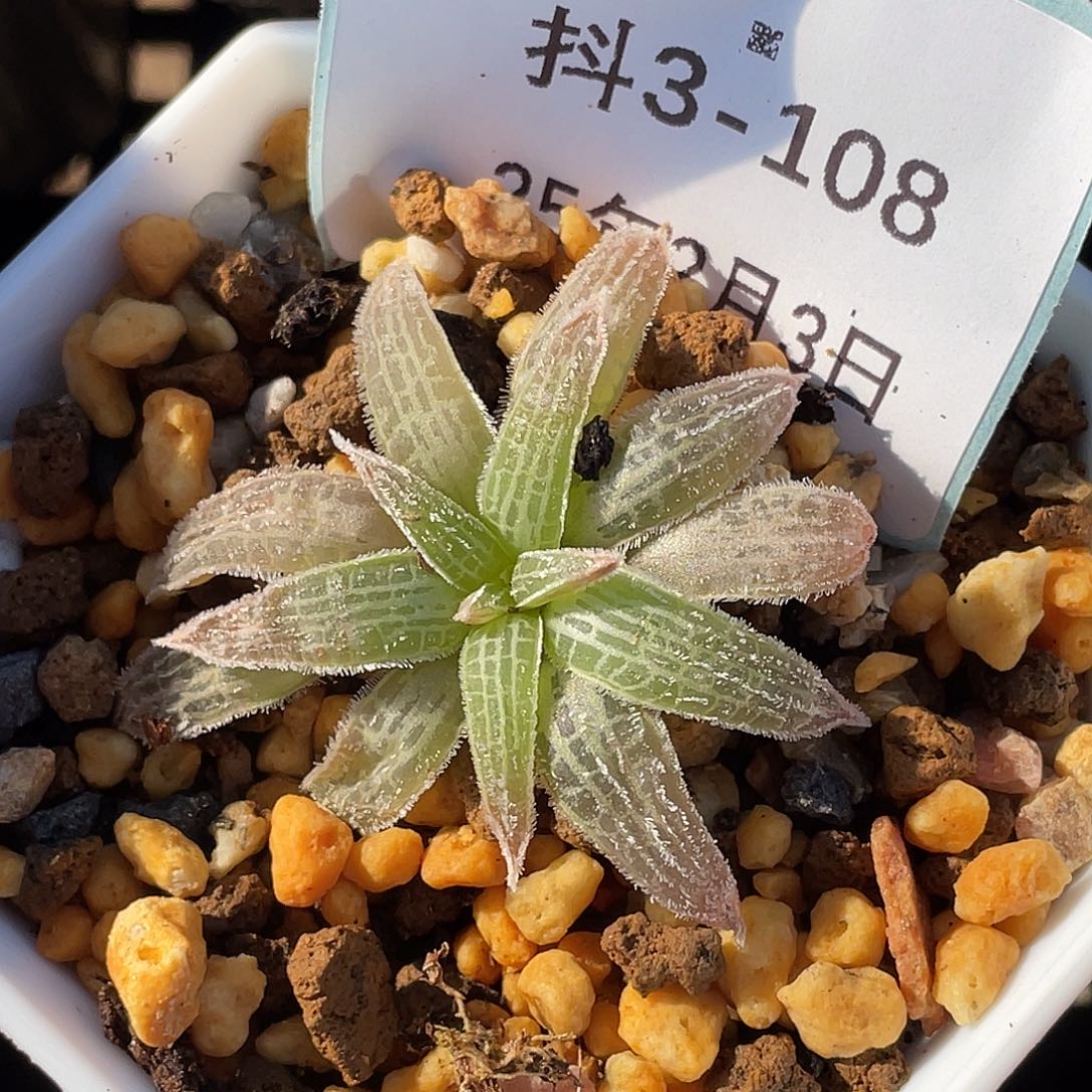 3-108块根寿多肉植物