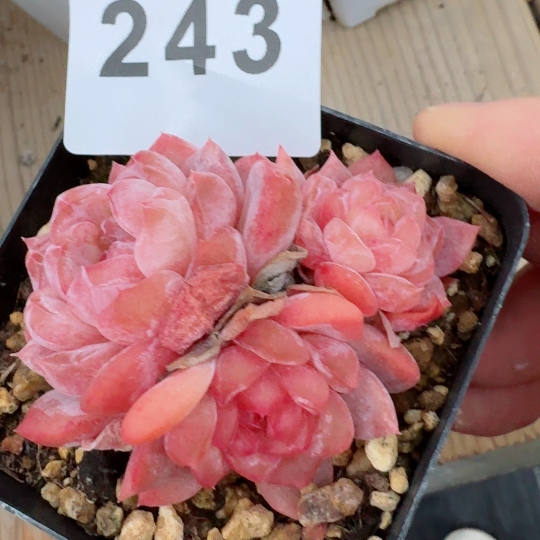 冰魄群生         精品多肉