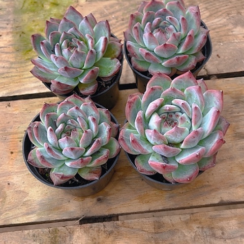 精品多肉卡罗拉四个