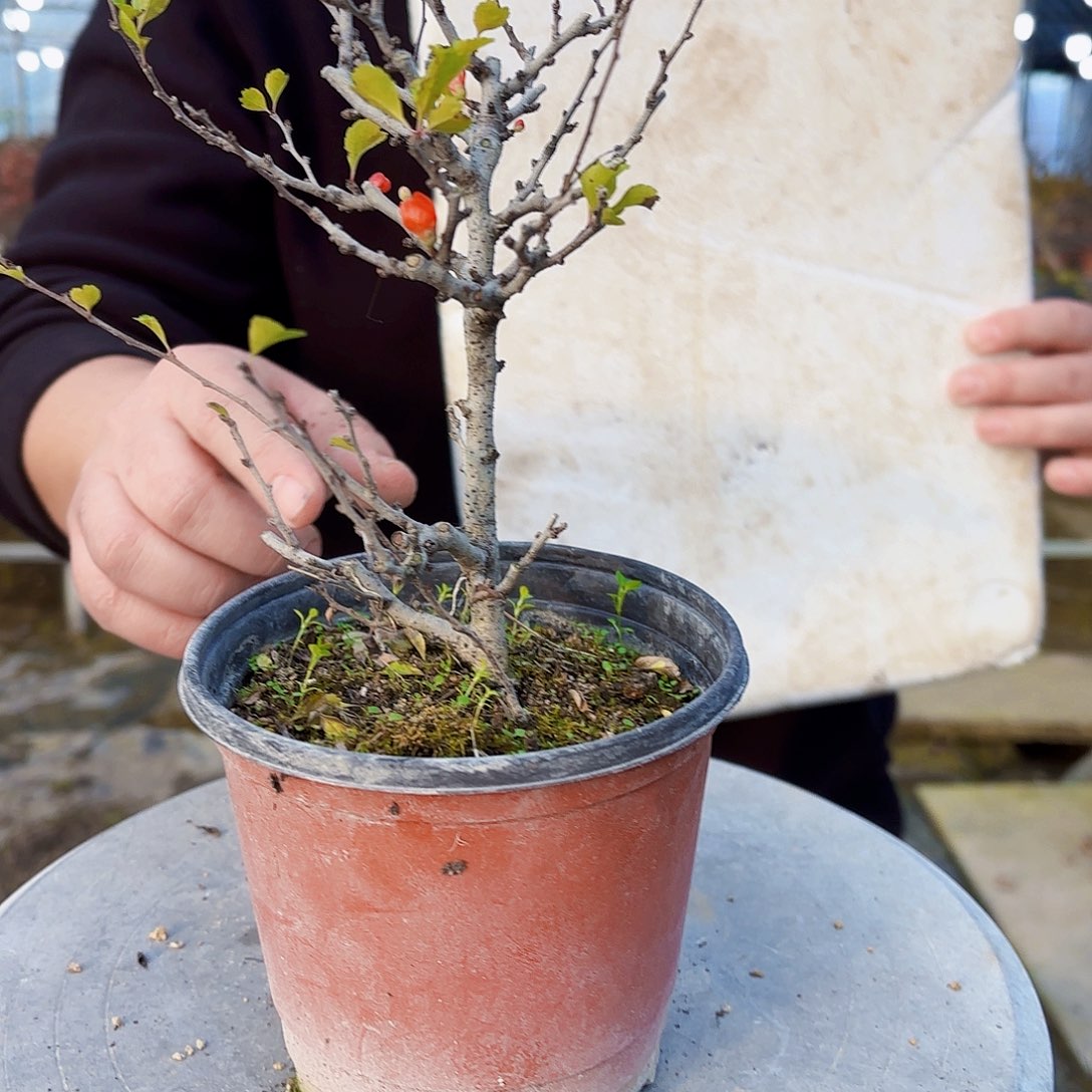 悠***6无花朵红花一号老桩