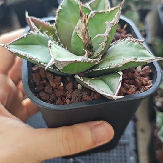 绿幽灵仁王冠龙舌兰