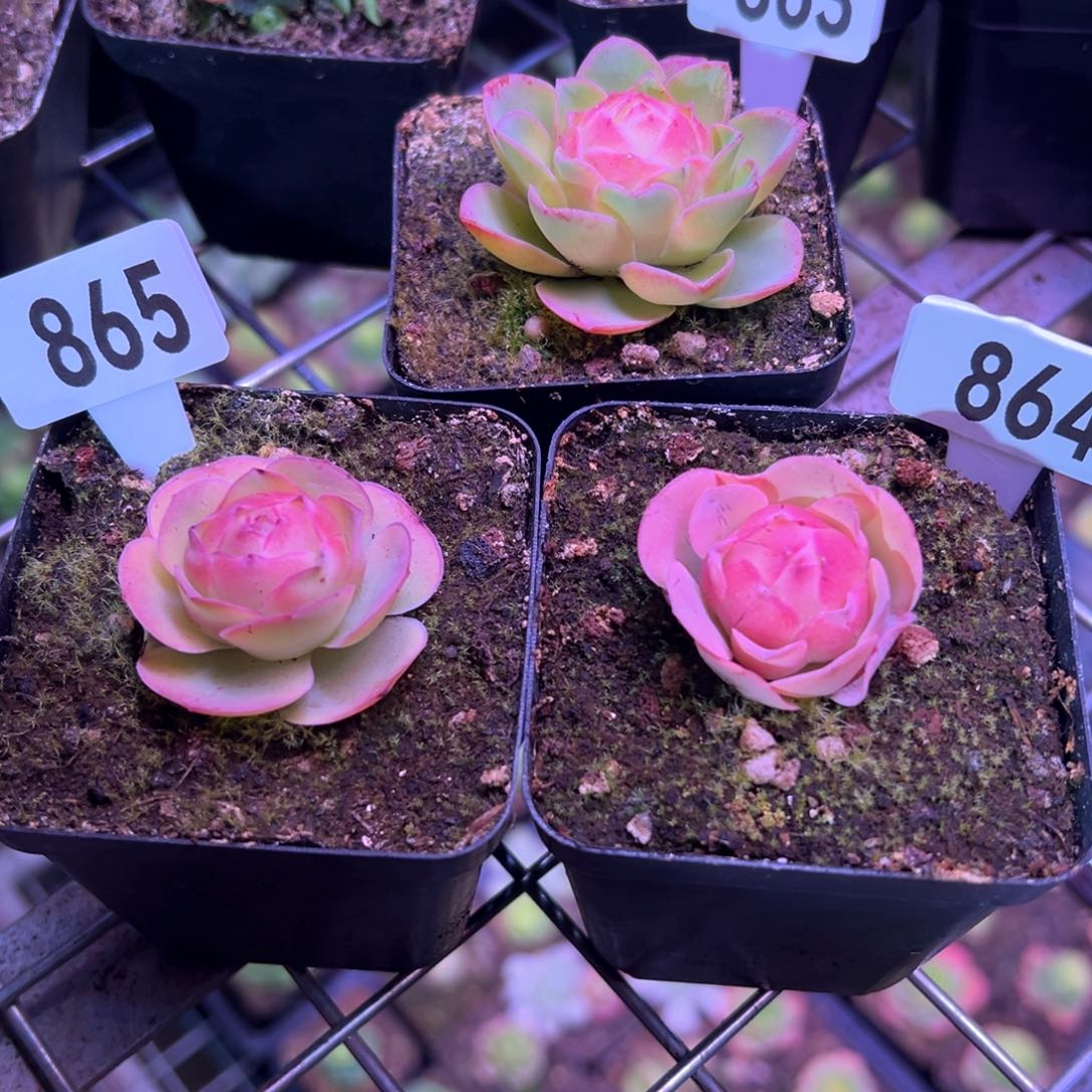 新*草莓863-864-865山地玫瑰多肉