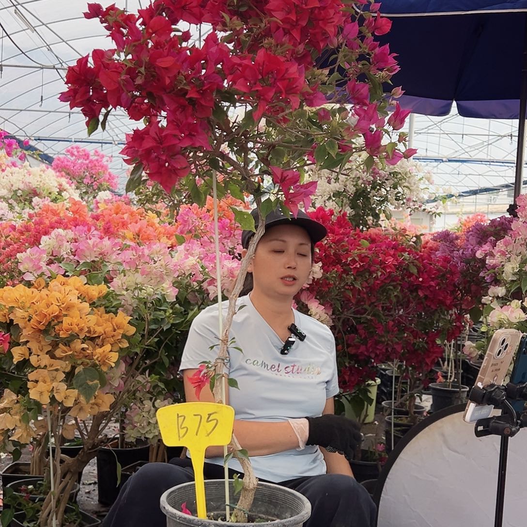 紫***兰大部分花苞少量开放B75酒红桑巴