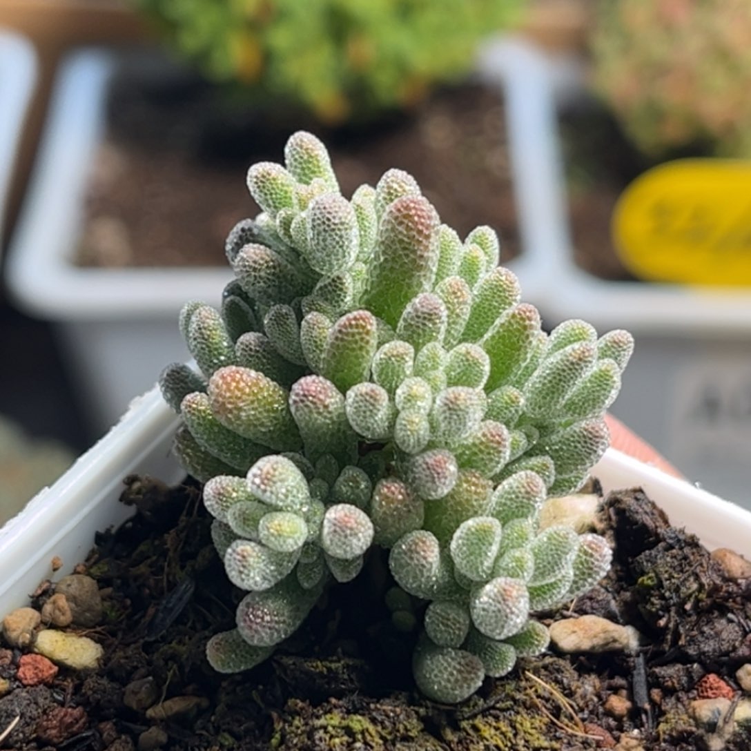 昕宝冰晶枝干番杏