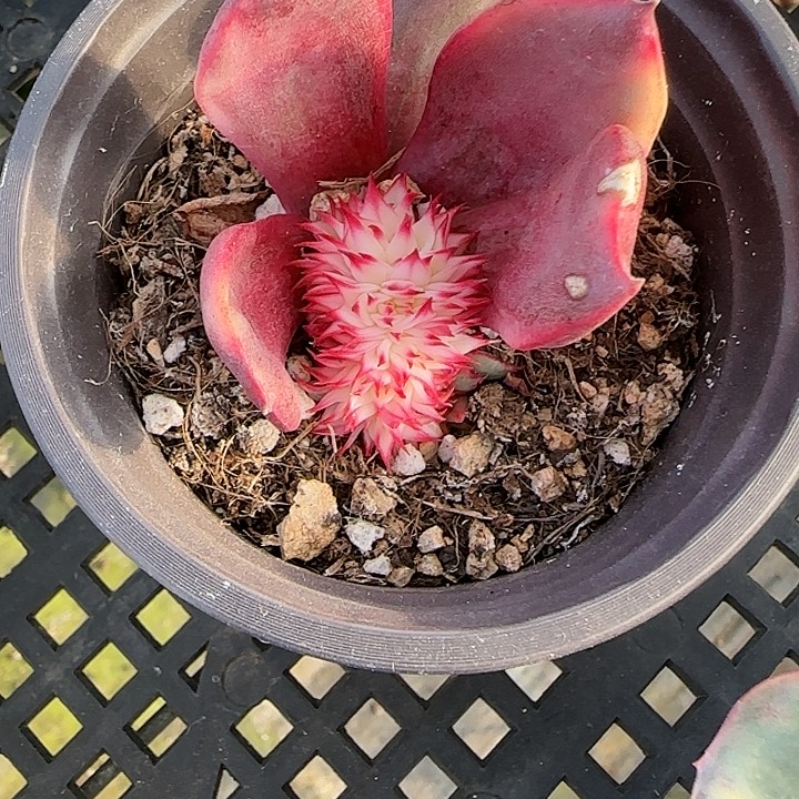 㦡****119桃花锦缀化多肉植物