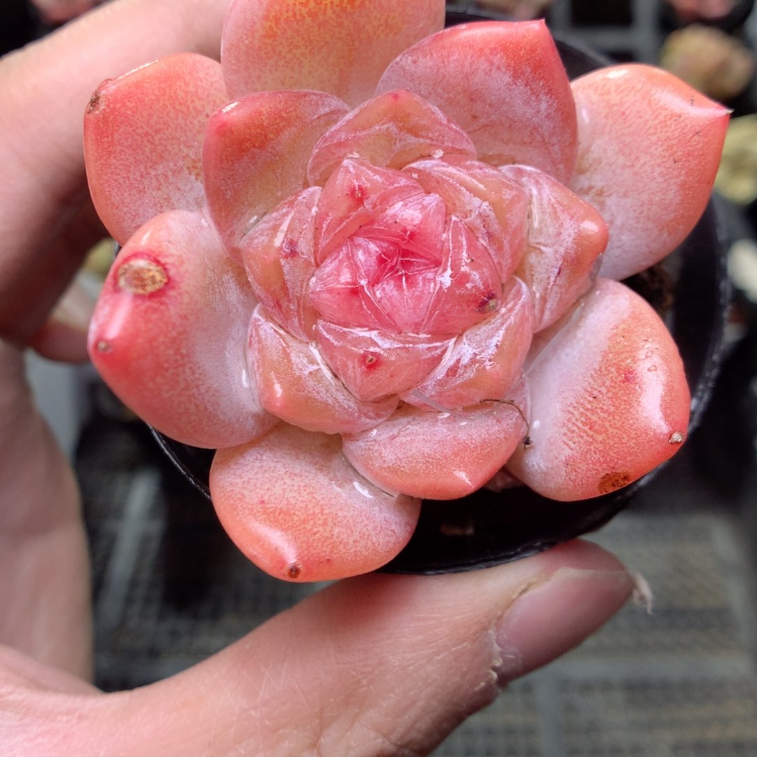 T99y y y y y y y y y